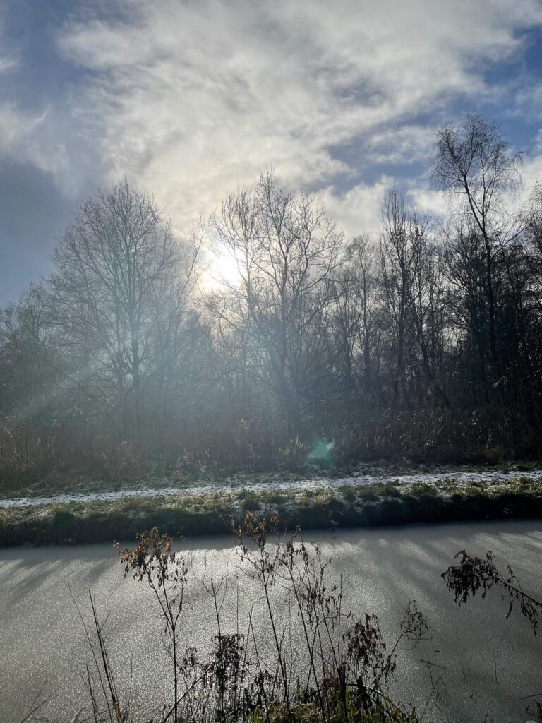 Op deze foto is strooilicht zichtbaar als lichtstralen die door de bladeren van bomen schijnen